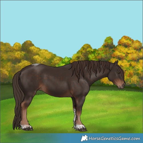 Horse Color:Liver Chestnut Tobiano