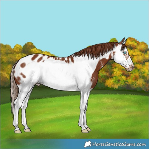 Horse Color:Chestnut Sabino Splash Frame Near Leopard 