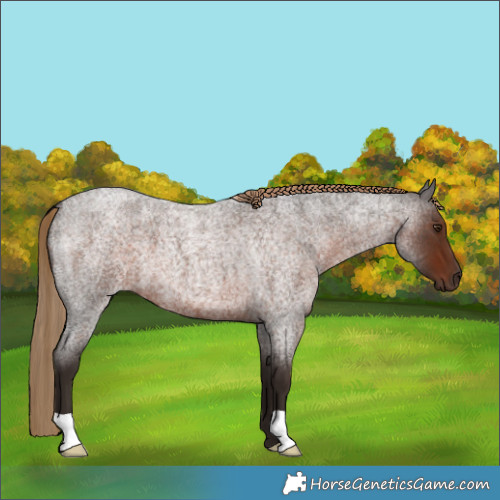 Horse Color:Liver Red Roan 