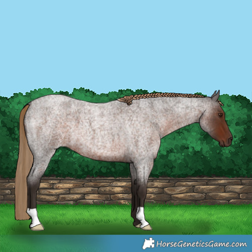 Horse Color:Liver Red Roan 