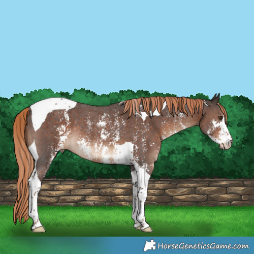 Horse Color:Liver Chestnut Sabino Tobiano Rabicano 