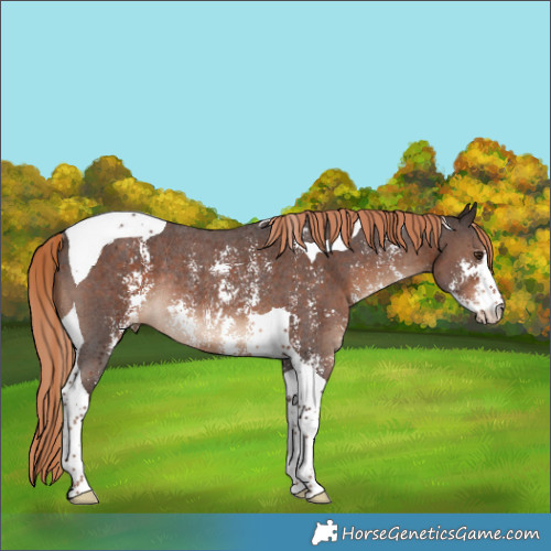 Horse Color:Liver Chestnut Sabino Tobiano Rabicano 
