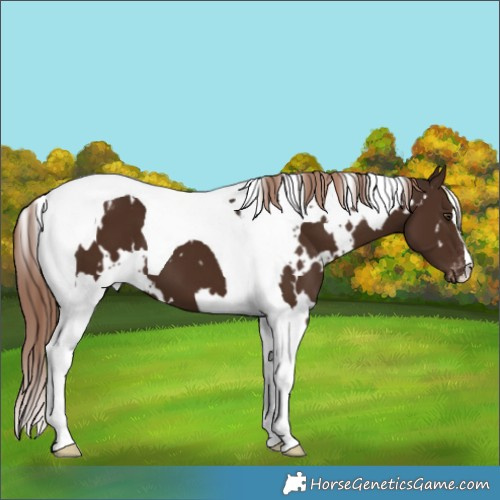 Horse Color:White Spotted Liver Chestnut Tobiano Appaloosa