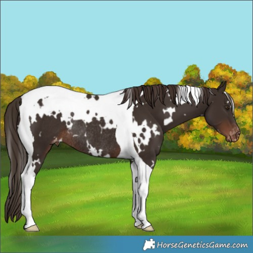 Horse Color:White Spotted Liver Chestnut Tobiano Appaloosa Rabicano
