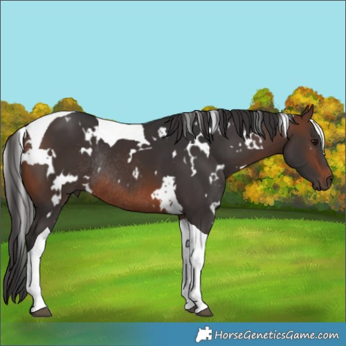 Horse Color:White Spotted Brown Tobiano Rabicano