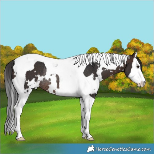 Horse Color:White Spotted Brown Splash Tobiano Appaloosa Rabicano