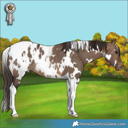 Horse Color:White Spotted Brown Dun Tobiano Appaloosa Rabicano 