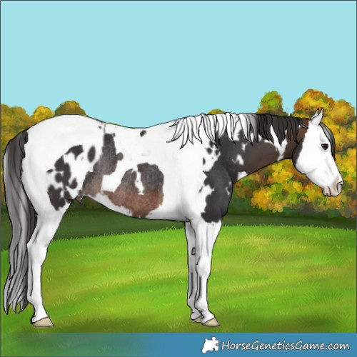 Horse Color:White Spotted Brown Splash Tobiano Appaloosa Rabicano 