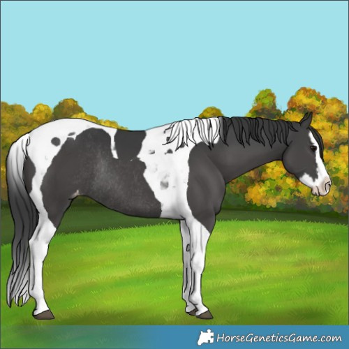 Horse Color:Black Splash Tobiano Appaloosa Rabicano