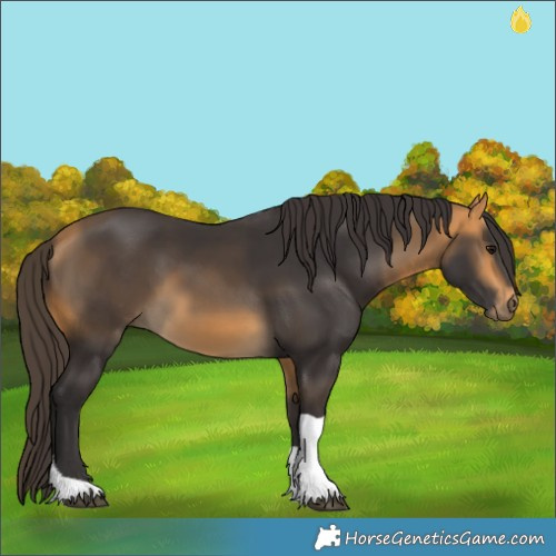 Horse Color:Buckskin Tobiano 