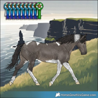 Horse Color:Smoky Grullo Tobiano