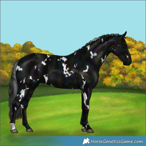 Horse Color:White Spotted Midnight Black