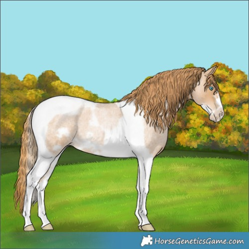Horse Color:Red Roan Pearl Tobiano Frame