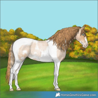 Horse Color:Red Roan Pearl Tobiano Frame 
