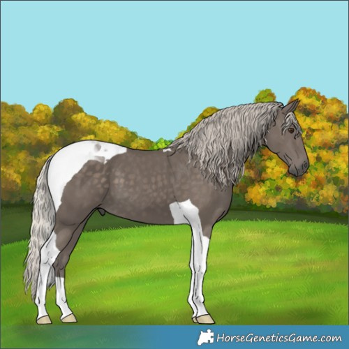 Horse Color:Silver Black Tobiano 