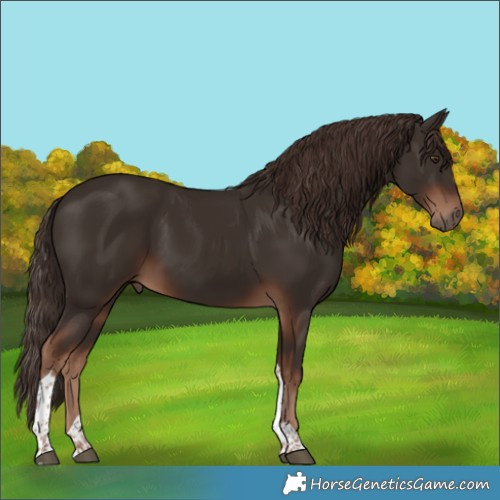Horse Color:Liver Chestnut Tobiano 