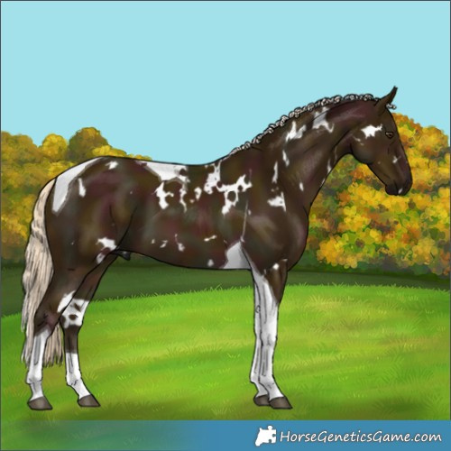 Horse Color:White Spotted Midnight Palomino Tobiano