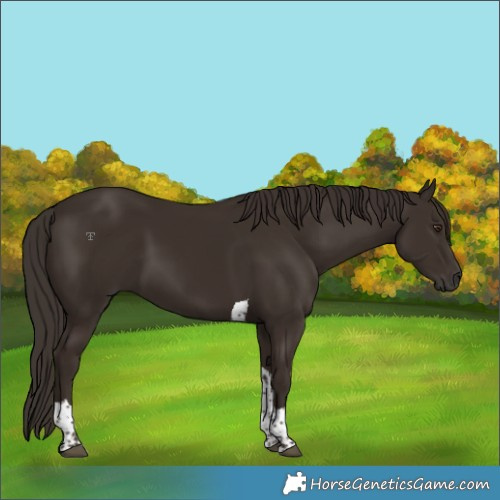 Horse Color:Liver Chestnut Tobiano