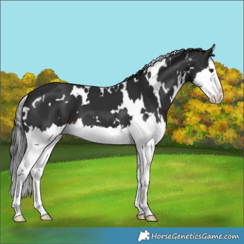 Horse Color:White Spotted Liver Chestnut Splash 