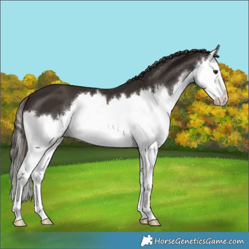 Horse Color:Liver Chestnut Splash 