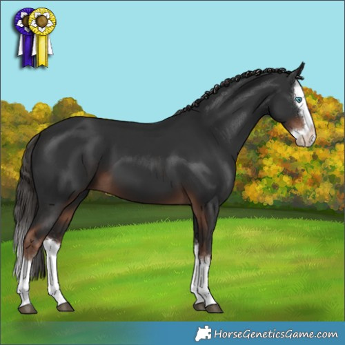 Horse Color:Liver Chestnut Splash 
