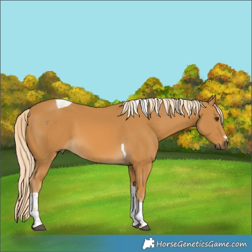Horse Color:Palomino Tobiano 