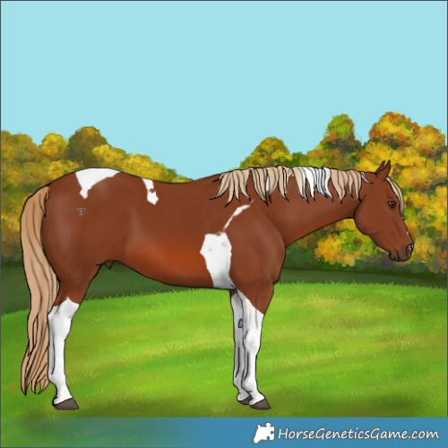 Horse Color:Chestnut Tobiano 