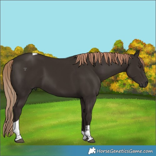 Horse Color:Liver Chestnut Tobiano 