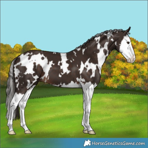 Horse Color:White Spotted Liver Chestnut Splash 