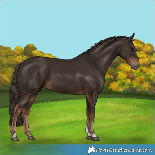 Horse Color:Liver Chestnut Tobiano 