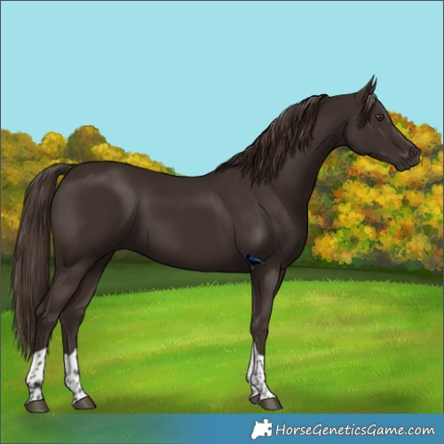 Horse Color:Liver Chestnut Tobiano