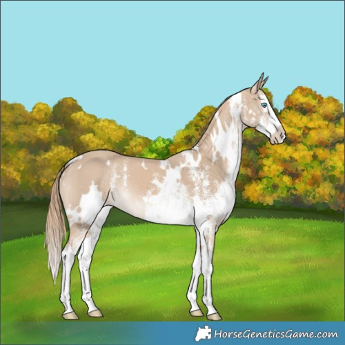 Horse Color:White Spotted Smoky Creme Splash 
