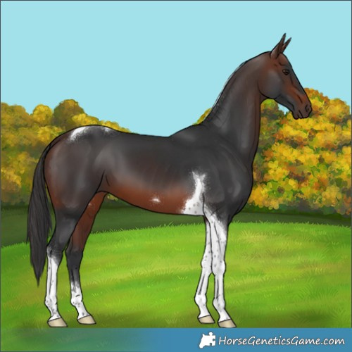 Horse Color:Brown Tobiano