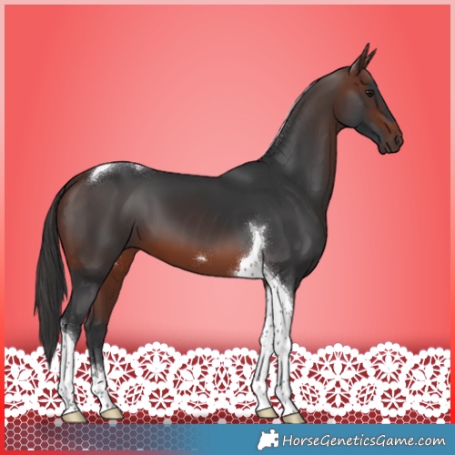 Horse Color:Brown Tobiano 