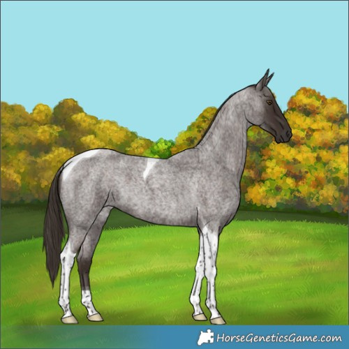 Horse Color:Liver Red Roan Tobiano 