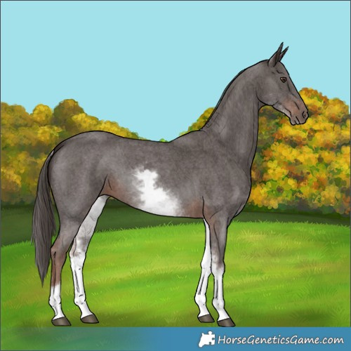 Horse Color:White Spotted Liver Chestnut Sabino