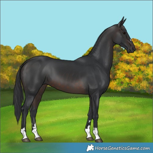 Horse Color:Brown 