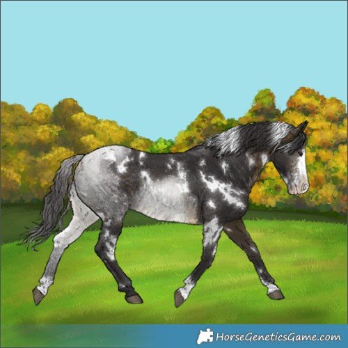 Horse Color:White Spotted Buckskin Sabino Rabicano 