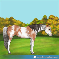 Horse Color:White Spotted Bay