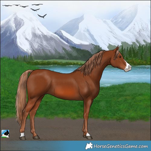Horse Color:Chestnut Frame 