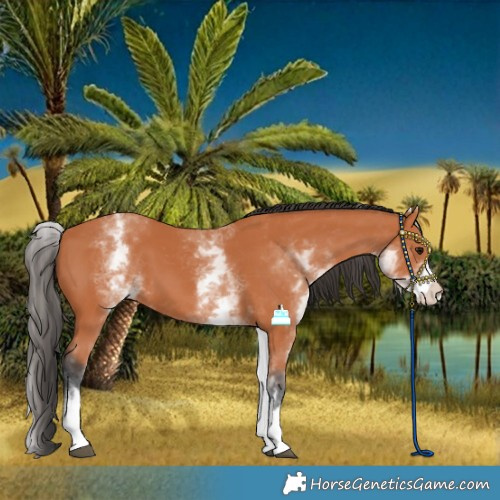 Horse Color:White Spotted Bay 