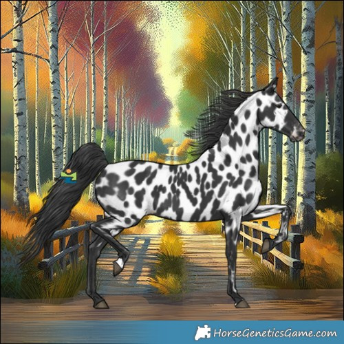 Horse Color:Black Appaloosa 