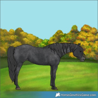 Horse Color:Black Varnish 
