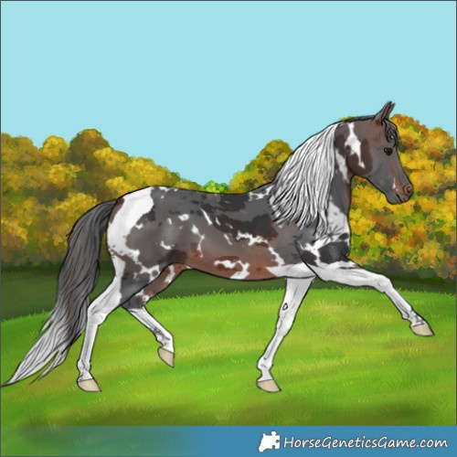 Horse Color:White Spotted Brown Merle Tobiano 