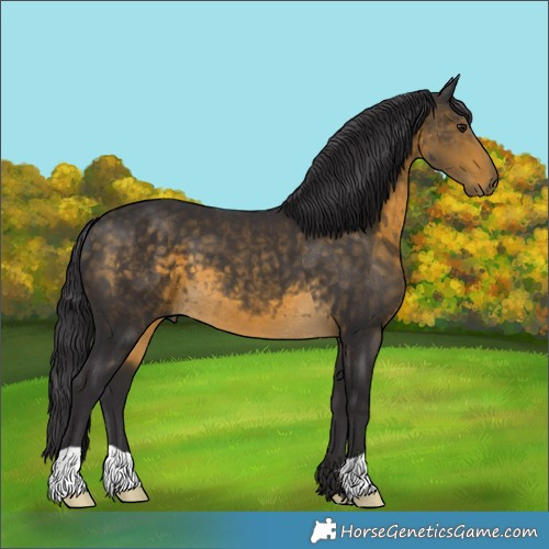 Horse Color:Buckskin 