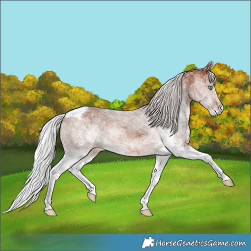 Horse Color:White Spotted Silver Brown Merle Rabicano 
