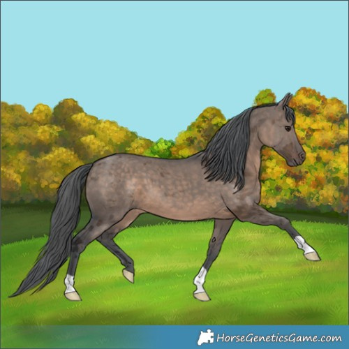 Horse Color:Brown Dun Merle 