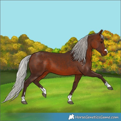 Horse Color:Silver Brown 