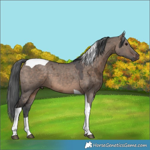 Horse Color:Brown Dun Merle Tobiano 