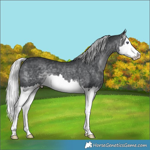 Horse Color:Silver Brown Chinchilla Splash 